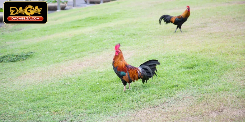 Lưu ý cần nắm khi cho gà ăn gì trước khi đá